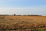 Zuber Road cornfield